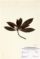 藏品(九節木)的圖片